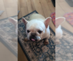 Small French Bulldog Mix