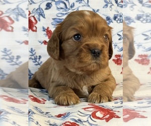 Cavalier King Charles Spaniel Puppy for Sale in MELROSE, Florida USA