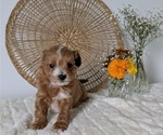 Small Photo #57 Poovanese Puppy For Sale in GOSHEN, IN, USA