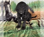 Puppy 5 Goldendoodle