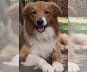 Father of the Border Collie-Papillon Mix puppies born on 07/05/2026