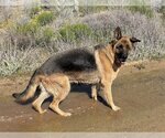 Small #4 German Shepherd Dog