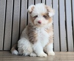 Image preview for Ad Listing. Nickname: Choco bomb