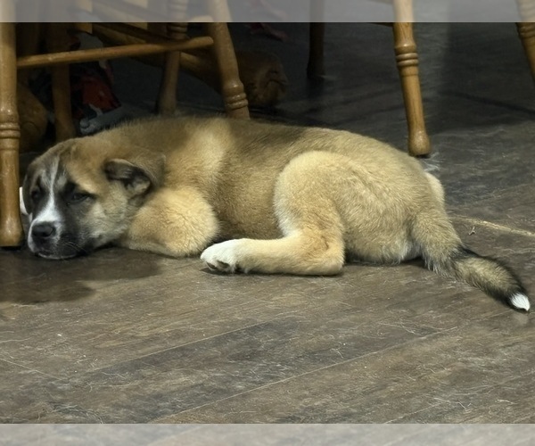 Medium Photo #3 Alaskan Husky-Saint Bernard Mix Puppy For Sale in OLIVET, MI, USA
