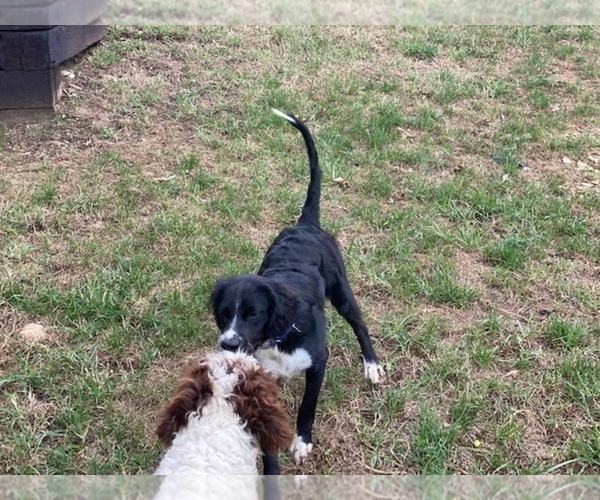 Medium Photo #1 English Springer Spaniel-Poodle (Miniature) Mix Puppy For Sale in LANCASTER, PA, USA