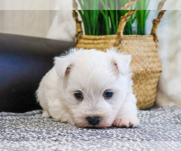 Medium Photo #1 West Highland White Terrier Puppy For Sale in SYRACUSE, IN, USA