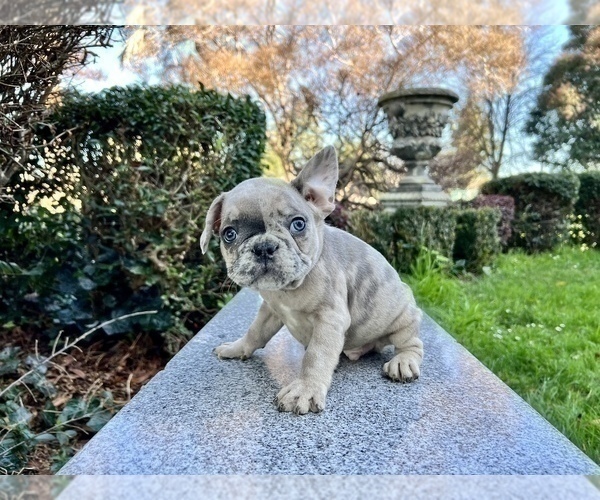 Medium Photo #242 French Bulldog Puppy For Sale in HAYWARD, CA, USA