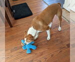 Small #3 American Pit Bull Terrier Mix