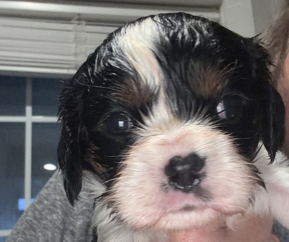 Medium Photo #2 Cavalier King Charles Spaniel Puppy For Sale in WAXAHACHIE, TX, USA