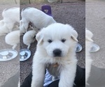 Small #5 Great Pyrenees