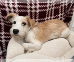 Small #4 Mutt
