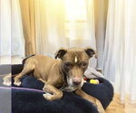 Small #2 American Pit Bull Terrier Mix