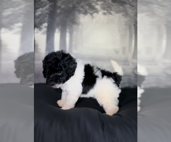 Medium Photo #7 Poodle (Toy) Puppy For Sale in BRONX, NY, USA