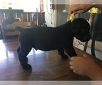 Small Photo #4 Boerboel Puppy For Sale in WATERFORD, CA, USA