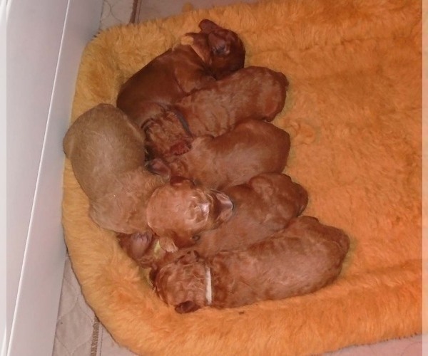 Medium Photo #10 Poodle (Standard) Puppy For Sale in HOWE, ID, USA