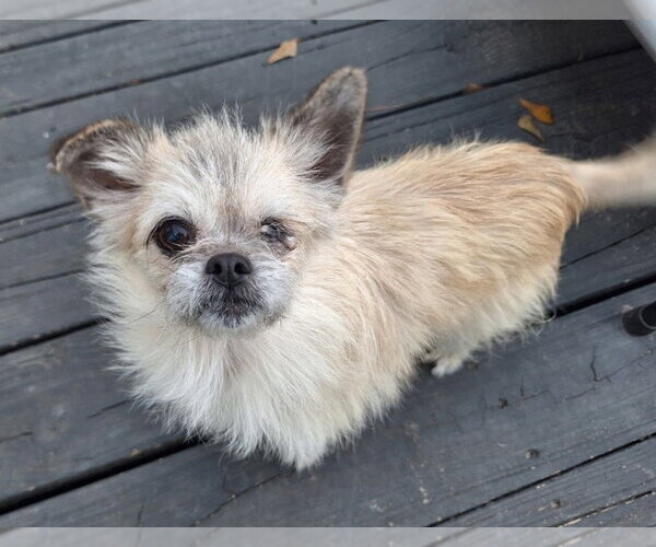 Medium Photo #1 ShiChi Puppy For Sale in The Woodlands, TX, USA