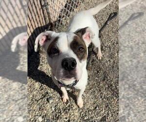 American Pit Bull Terrier-Unknown Mix Dogs for adoption in Palmetto, FL, USA