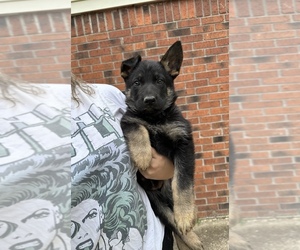 German Shepherd Dog Puppy for sale in COLDWATER, MS, USA