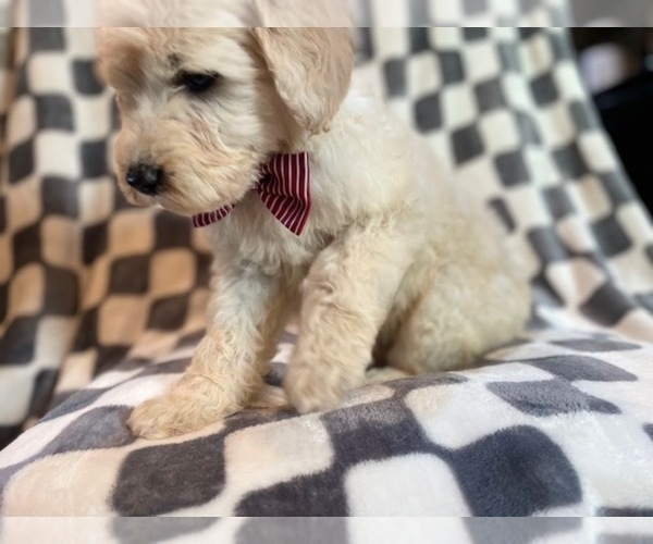 Medium Photo #20 Poodle (Standard) Puppy For Sale in LAKELAND, FL, USA
