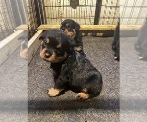 Rottweiler Puppy for sale in DOUGLASVILLE, GA, USA