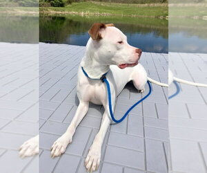 Senene - Female American Pit Bull Terrier-Unknown Mix Dog for Adoption - Photo #2