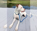 Small #3 American Pit Bull Terrier Mix