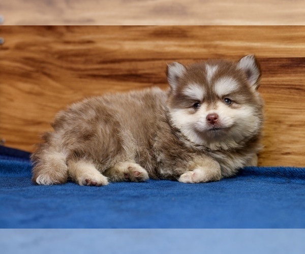 Medium Photo #8 Pomsky Puppy For Sale in DEER GROVE, IL, USA