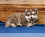 Small #7 Pomsky