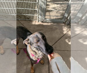 German Shepherd Dog-Unknown Mix Dogs for adoption in Imlay City, MI, USA