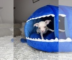 Small #16 Chihuahua