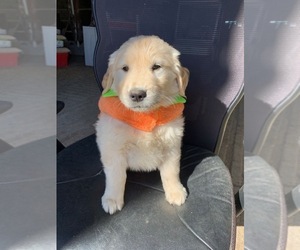 Golden Retriever Puppy for sale in HILBERT, WI, USA