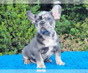 French Bulldog Puppy for sale in BOSTON, MA, USA