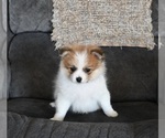 Small Pomeranian