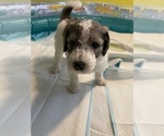 Small #10 Poodle (Standard)