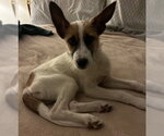 Small #2 Mutt