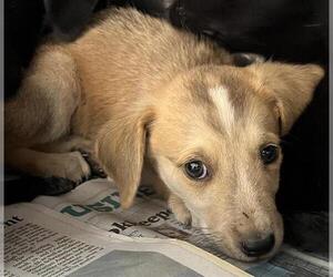 Mutt Dogs for adoption in San Antonio, TX, USA