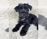 Small Photo #12 Schnauzer (Miniature) Puppy For Sale in HIGHLAND, CA, USA