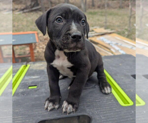 Medium Photo #8 Catahoula Leopard Dog-Unknown Mix Puppy For Sale in Vail, AZ, USA