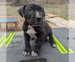 Small #7 Catahoula Leopard Dog Mix