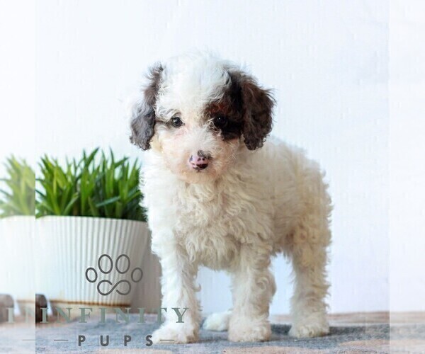 Medium Photo #6 Poodle (Miniature) Puppy For Sale in LITITZ, PA, USA