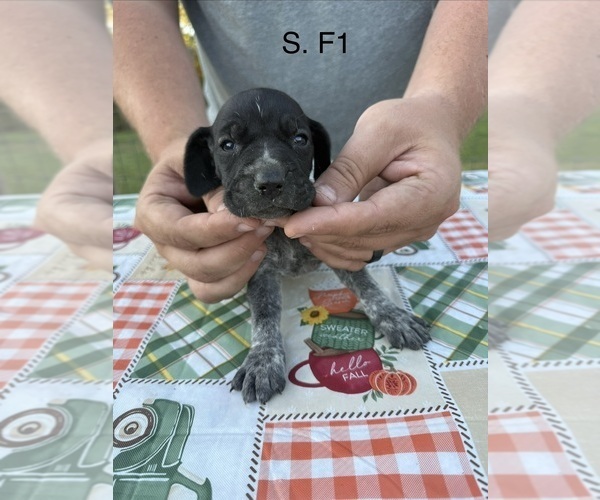 Medium Photo #3 German Shorthaired Pointer Puppy For Sale in ARGONNE, WI, USA