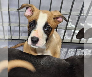 Pug-Unknown Mix Dogs for adoption in Walnutport, PA, USA
