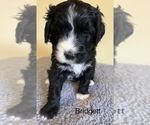 Small Photo #28 Bernedoodle Puppy For Sale in CANTON, MI, USA