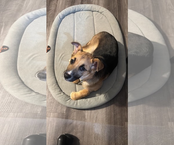 Medium Photo #3 German Shepherd Dog-Unknown Mix Puppy For Sale in Holly Springs, NC, USA