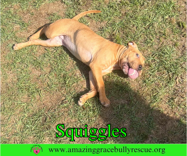 Medium Photo #3 Mutt Puppy For Sale in Milton, FL, USA