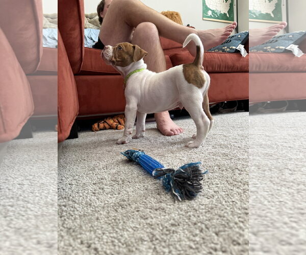 Medium Photo #6 Bull-Boxer Puppy For Sale in Holly Springs, NC, USA