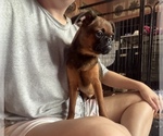 Small #9 Brussels Griffon