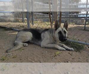German Shepherd Dog Dogs for adoption in HESPERIA, CA, USA