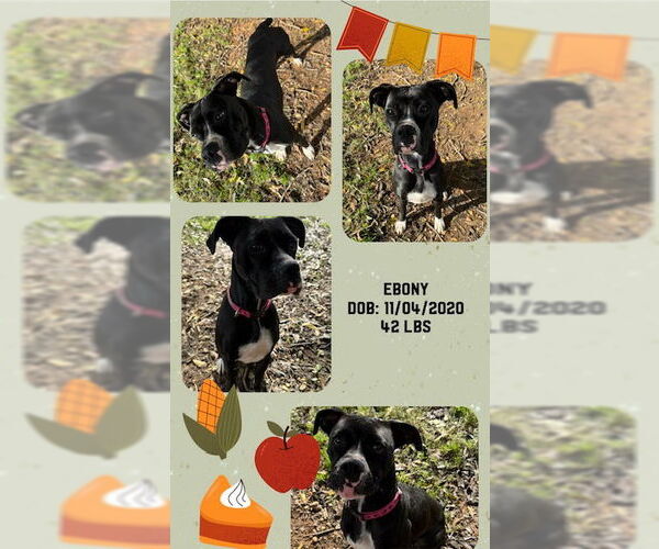 Medium Photo #2 Boxer-Unknown Mix Puppy For Sale in Woodbury, NY, USA