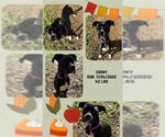 Small #1 Boxer Mix